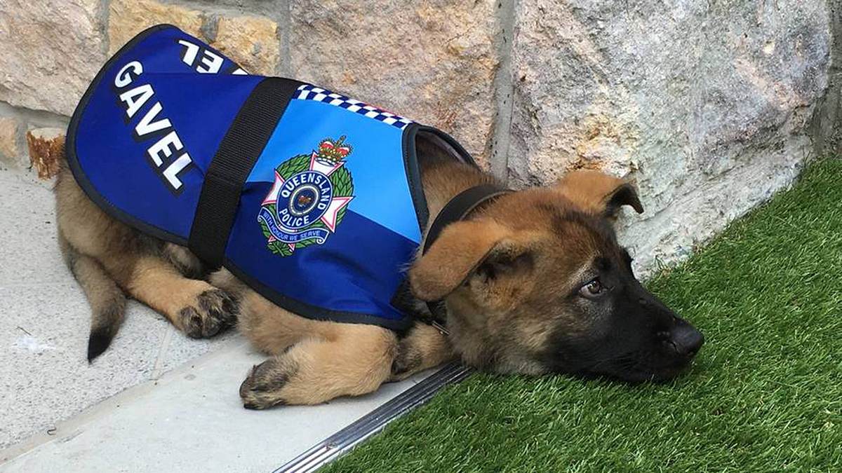 Der australische Schäferhund Gavel ist zu brav für den Polizeidienst