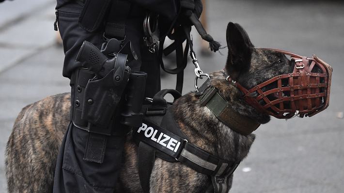 Polizeihund im Einsatz - Foto: Getty Imags/JOHN MACDOUGALL 