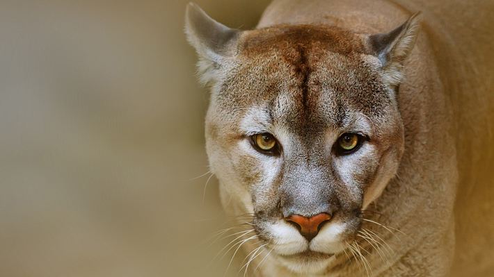 Puma - Foto: iStock / mari_art