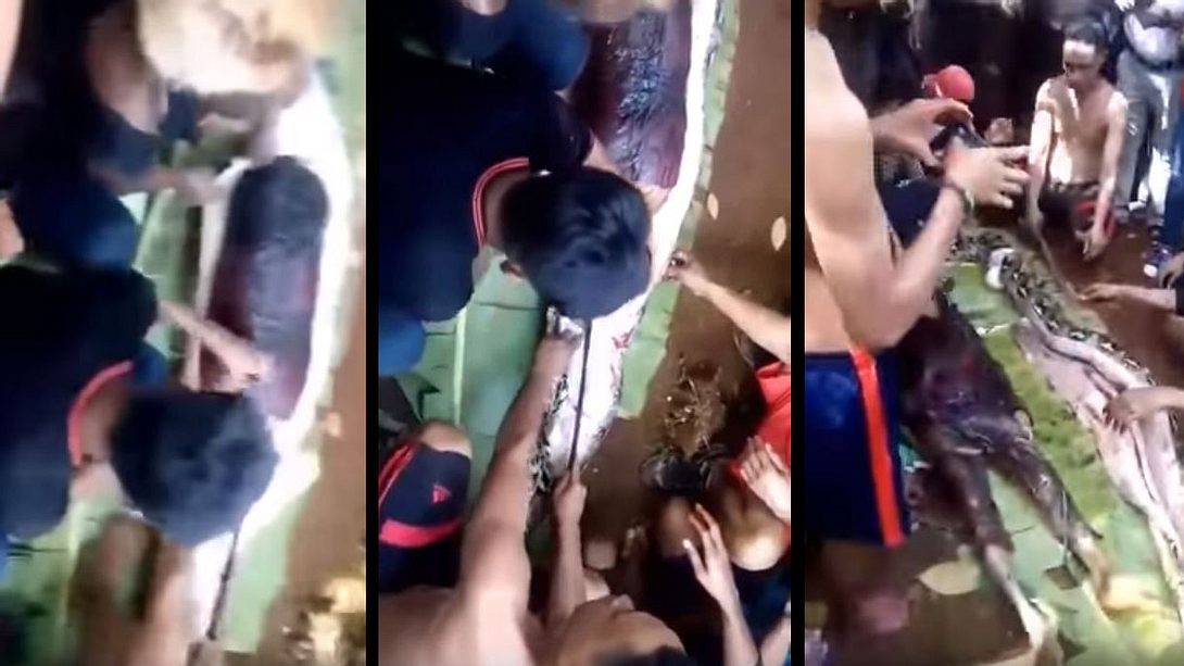 Eine Monster-Python verschlingt Frau - Foto: YouTube / Koby abby