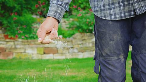 Mann sät Rasen nach - Foto: iStock/Imagesines