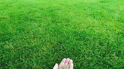 Rasen vertikutieren: Alle Informationen zu Zeitpunkt, Methode, Kosten