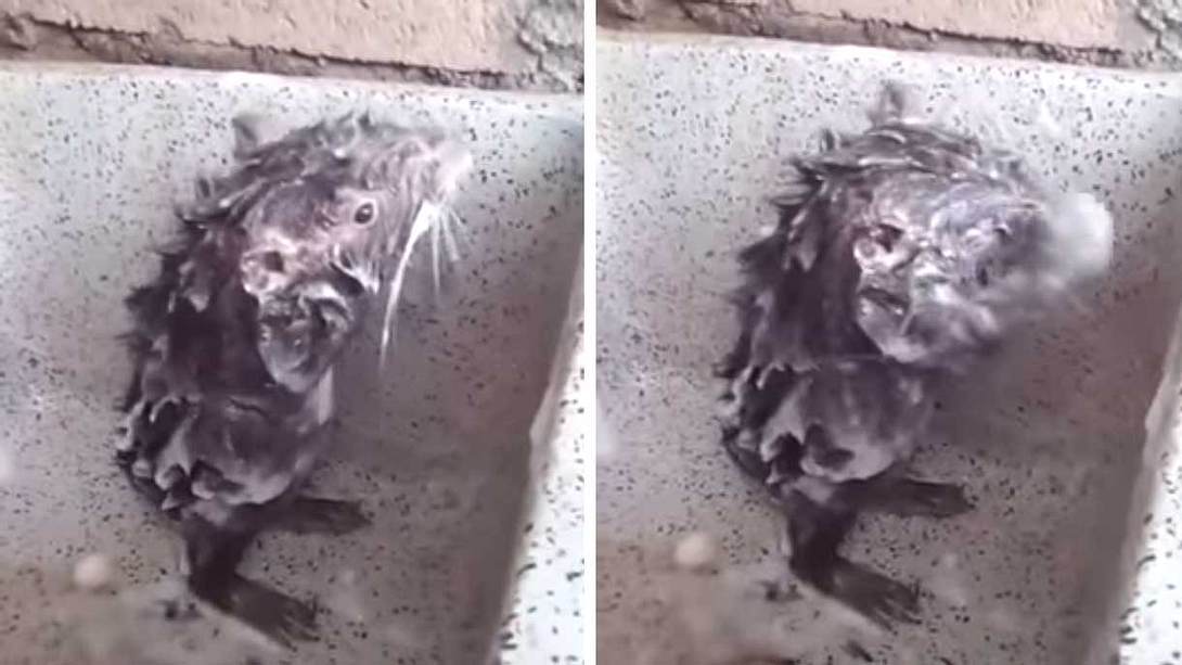 Die duschende Ratte - Foto: YouTube / Jose Correa