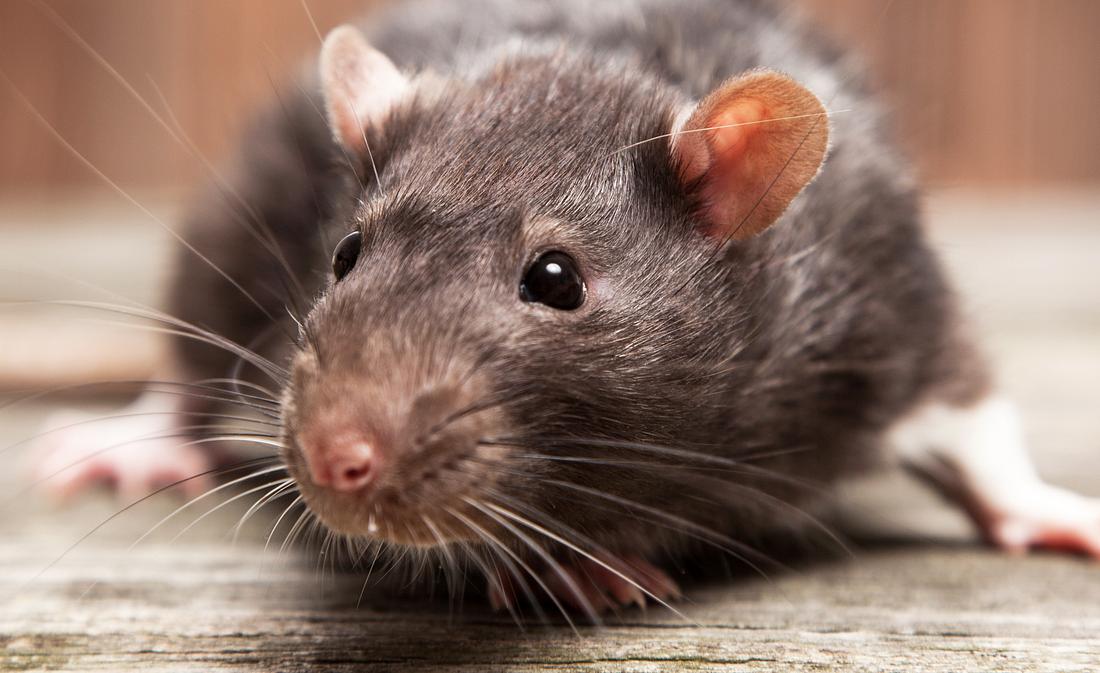 Ratte bricht in Geldautomaten ein - und vernichtet knapp 20.000 Euro Ratte