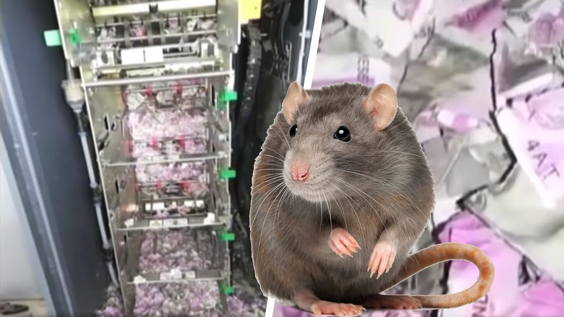 Reife Hausfrau ist ein Ratten Scharfer Feger Reife Hausfrau ist ein Ratten Scharfer Feger