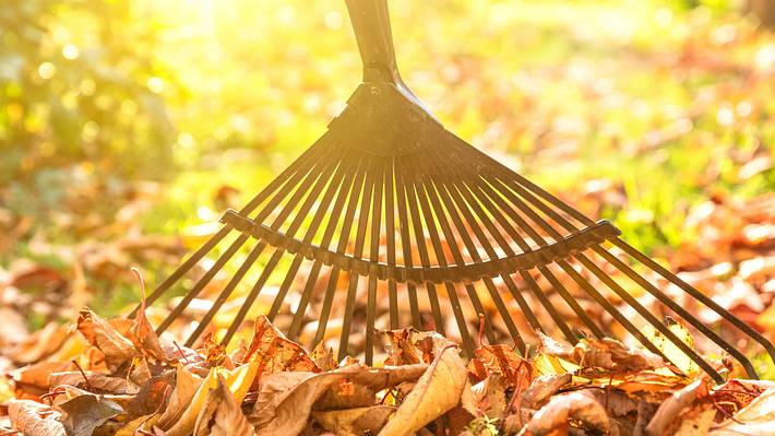 Ein Rechen ist perfekt für den Herbst - Foto: iStock/Nikada