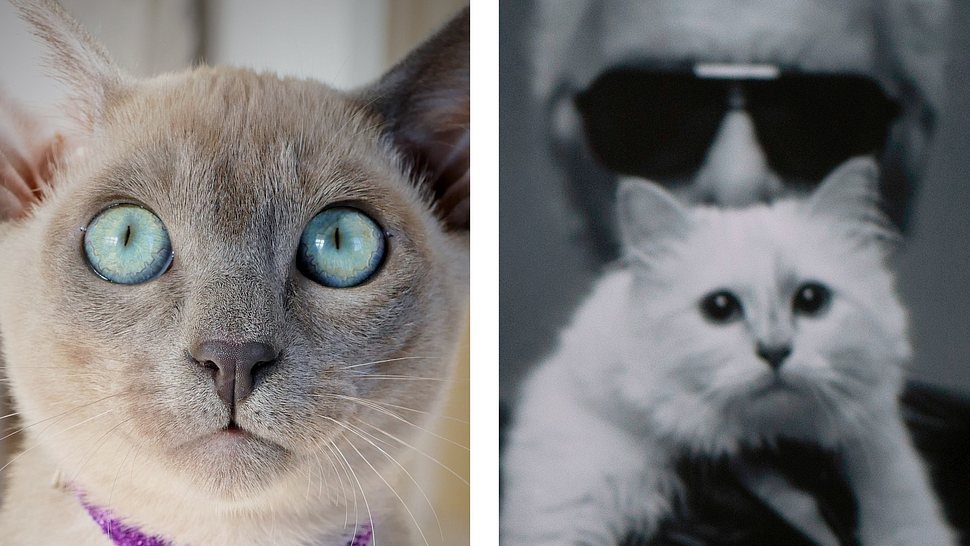 Karl Lagerfeld und zwei Katzen - Foto: Getty Images/	JOEL SAGET, iStock/ahloch