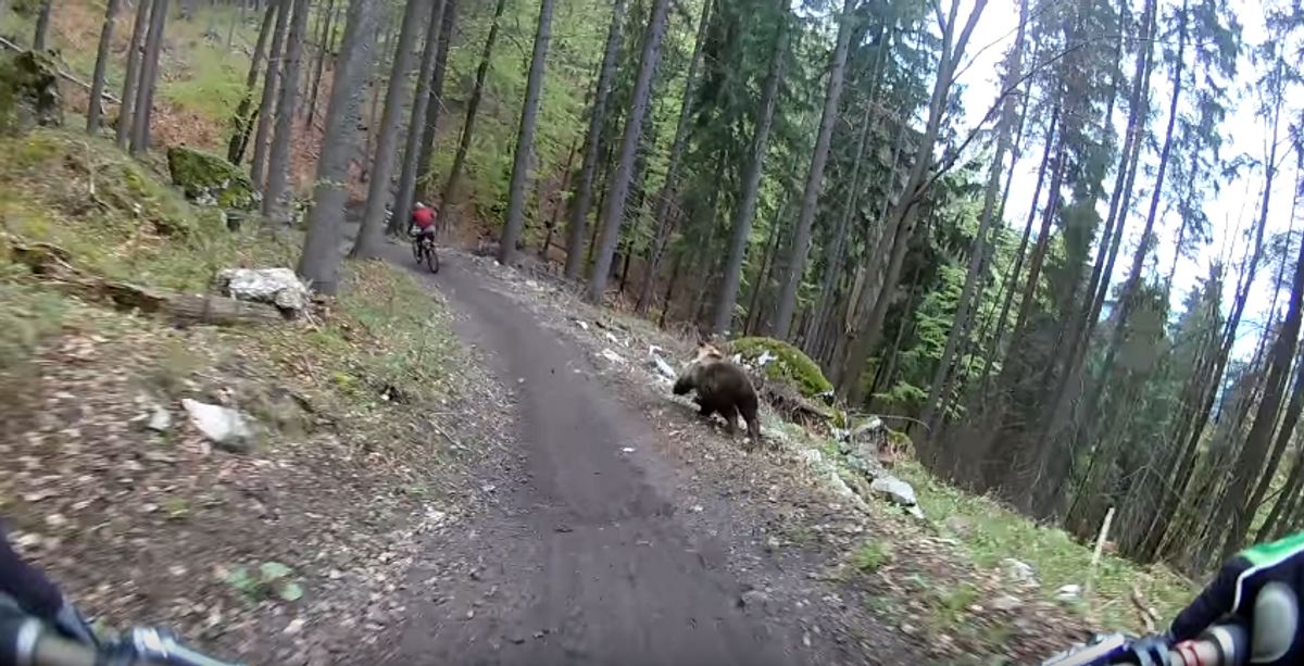 Bär und Mountainbiker im Rennen um Leben und Tod