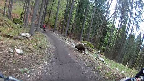 Bär und Mountainbiker im Rennen um Leben und Tod - Foto: YouTube/Dušan Vinžík (Screenshot)