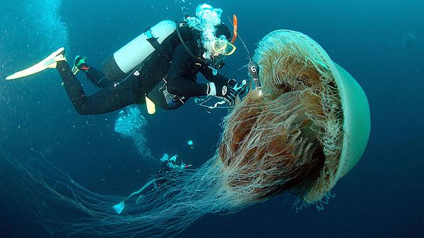 Riesenqualle - Foto: Getty Images / Yomiuri Shimbun