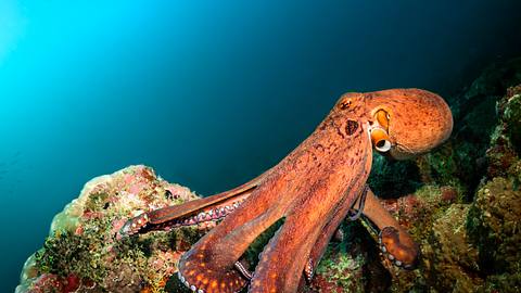 Riesenkraken - Foto: iStock / Volodymyr Ivanenko