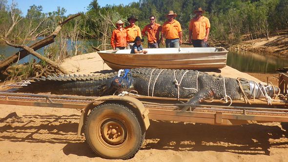Gefangenes Riesen-Krokodil - Foto: Facebook / Northern Territory Parks and Wildlife