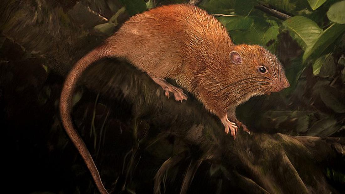 Riesenratte entdeckt: Forscher entdeckten auf den Salomonen einen Spezies namens Uromys vika Uromys vika: Forscher haben auf den Salomonen eine Riesenratte entdeckt