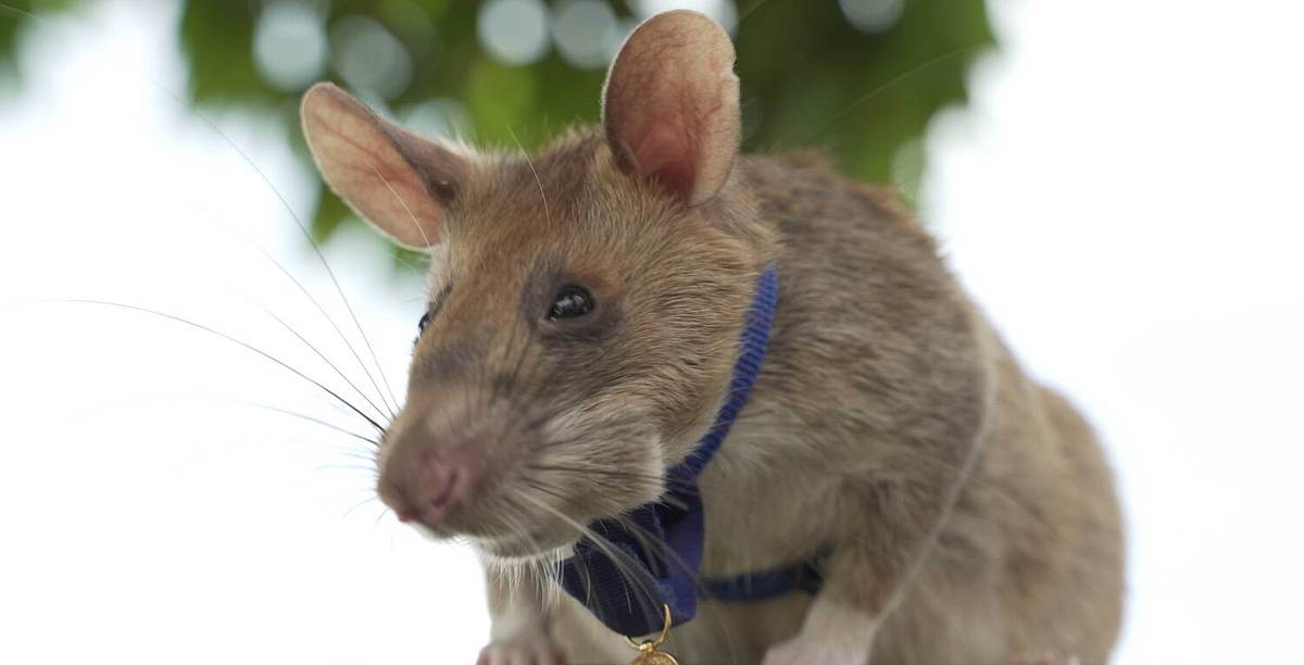 Die Ratte Magara mit einem Mini-Orden am blauen Band