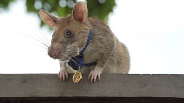 Die Ratte Magara mit einem Mini-Orden am blauen Band - Foto: IMAGO / Cover-Images