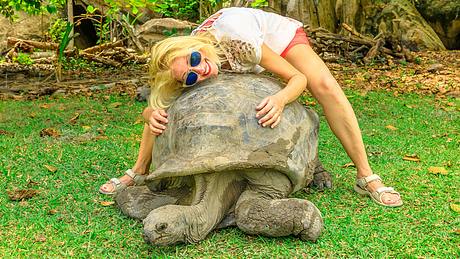Riesenschildkröte mit Touristin - Foto: iStock / bennymarty