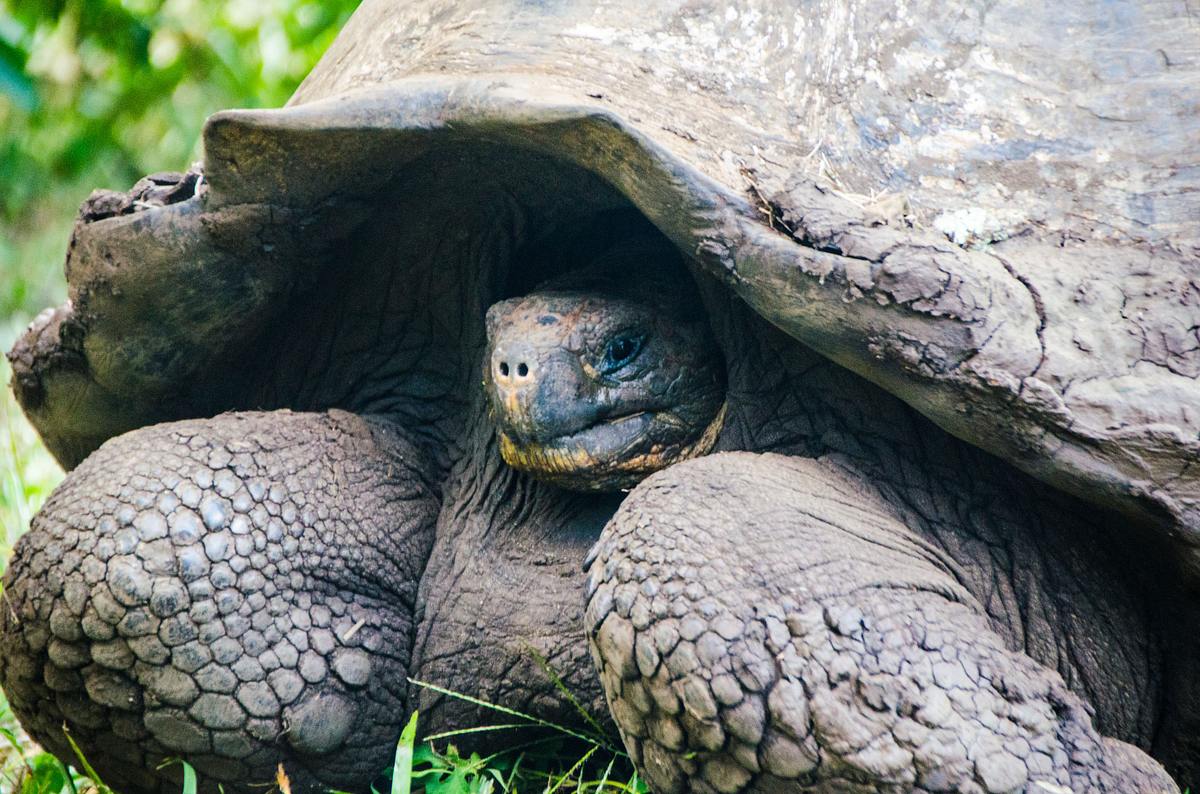 Riesenschildkröte