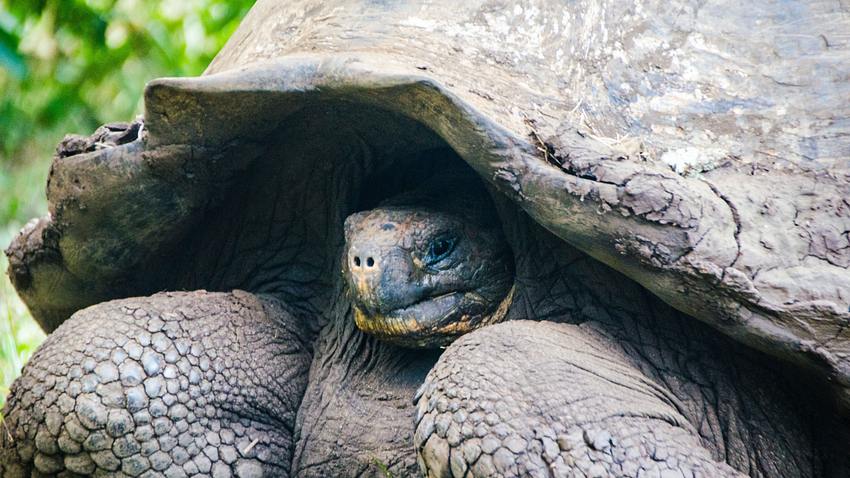 Riesenschildkröte - Foto: iStock / Sophie Dover