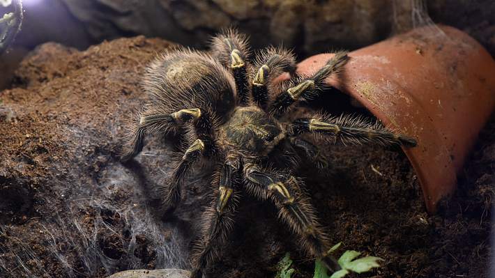 Riesenspinne - Foto: imago images/brennweiteffm