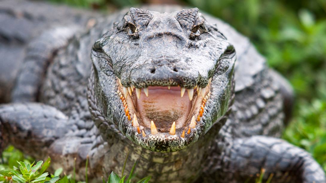 Alligator - Foto: iStock / carlosalvarez