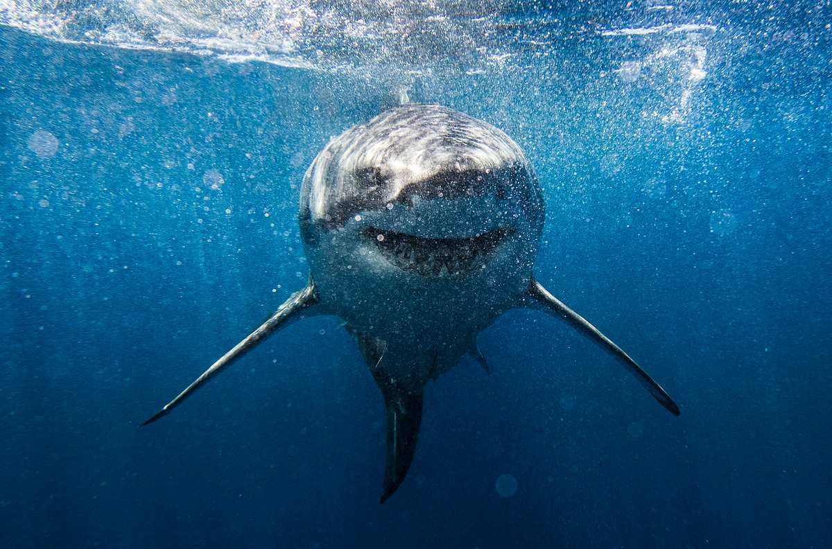 Forscher filmen gigantischen Monster-Hai – er ist größer als ihr U-Boot