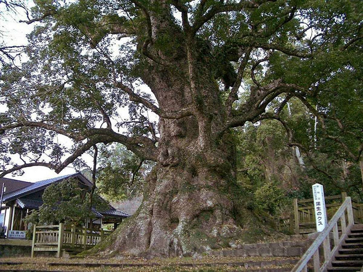 20 Männer schnitzen 3 Jahre diesen Löwen aus einem einzigen Baum