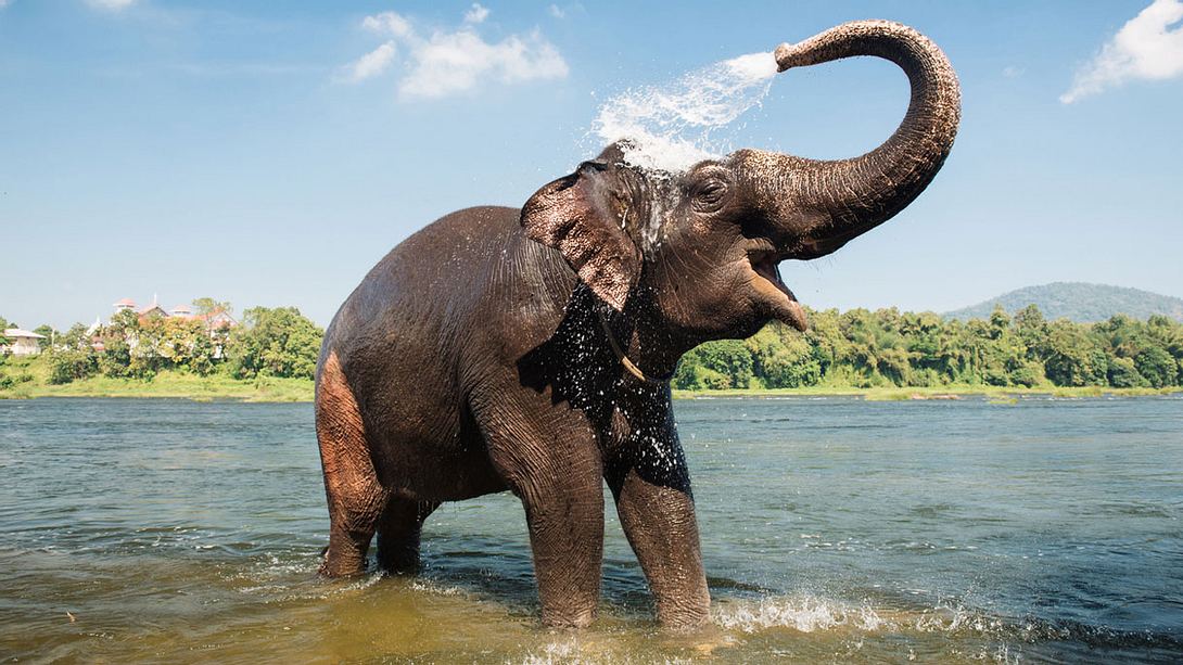 Elefant im Wasser - Foto: iStock / Gilitukha