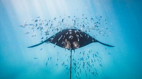 Rochen - Foto: iStock / lindsay_imagery