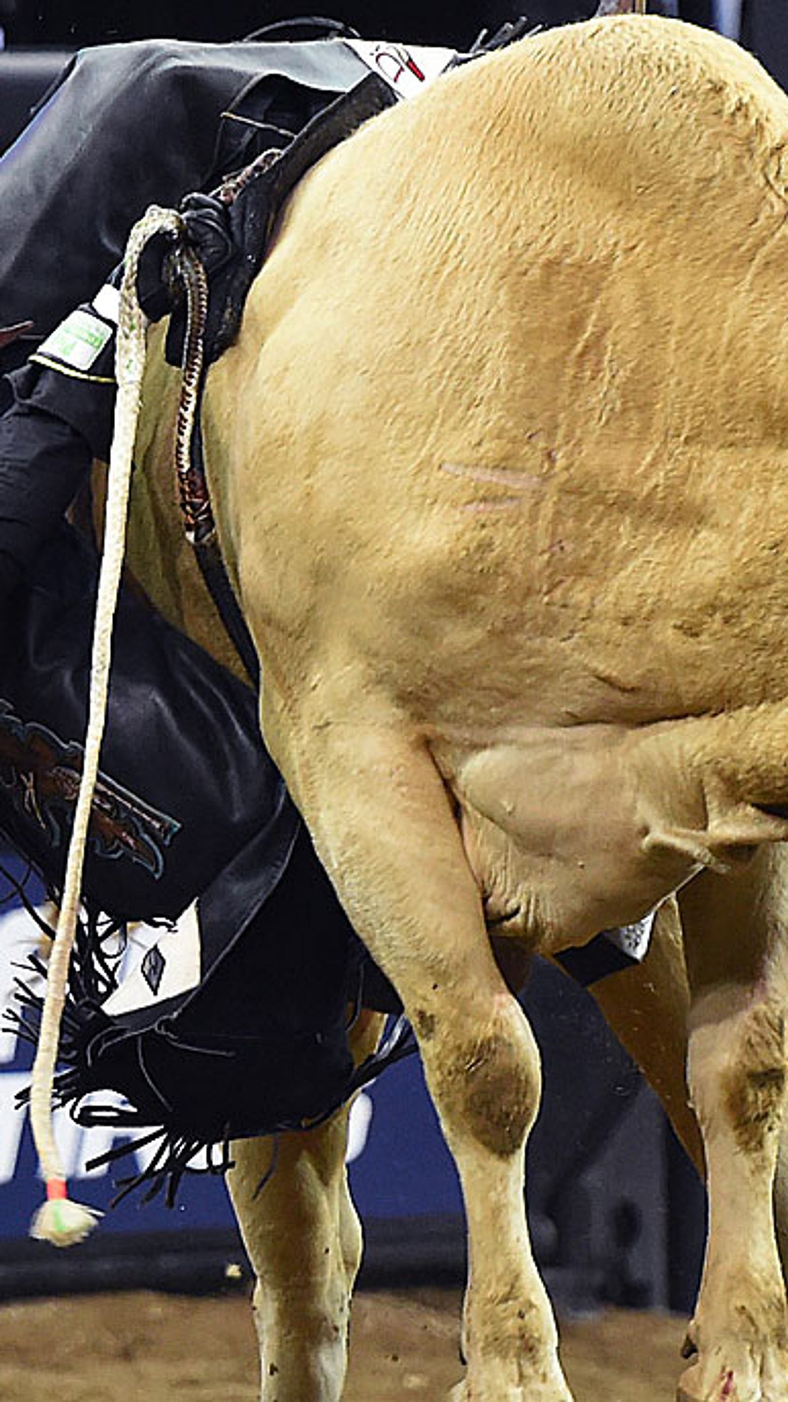 Höllenritt: Fünfjähriger stellt Rodeo-Rekord auf | Männersache