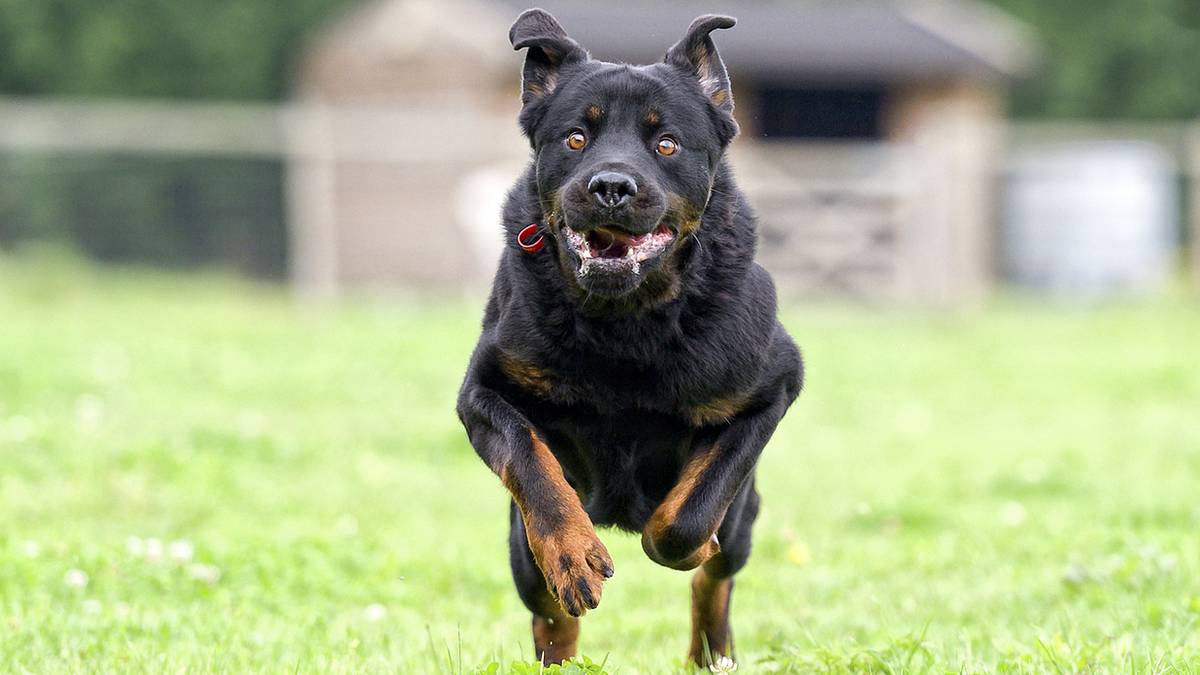 Angriff in München: Ein Rottweiler rettete seine Besitzerin