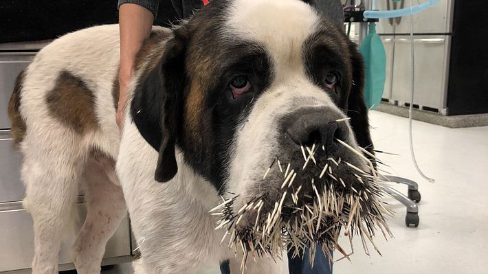 Hund versucht, sich mit Stachelschwein anzufreunden – bereut es sofort - Foto: Twitter / LollypopFarm