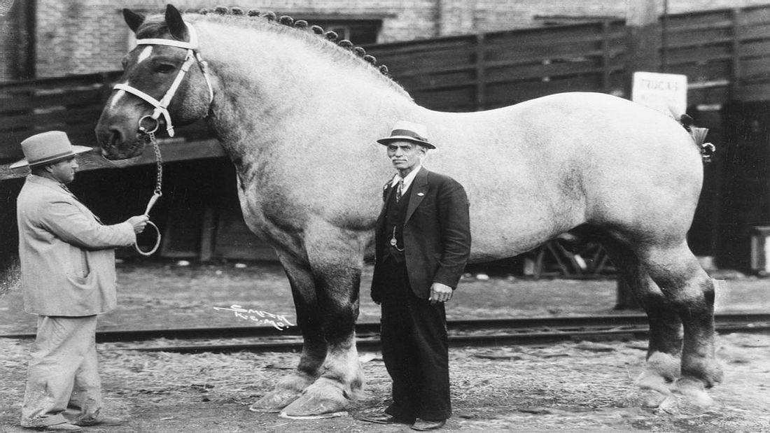 Sampson alias Mammoth, das größte Pferd aller Zeiten