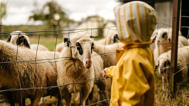 Schaf verfangen - Foto: iStock / AnVr