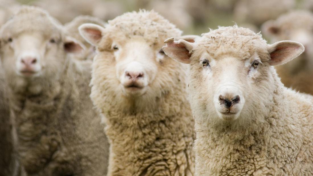 Bekiffte Schafe: Eine Herde in Wals fraß eine verlassene Plantage leer