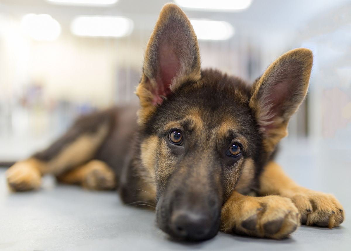 Hundebesitzer Begraben Schäferhund Bei Lebendigem Leib Männersache 2574