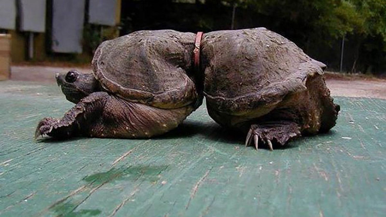 Старейшее живое существо. Черепаха Тартаруга. Панцирь черепахи.
