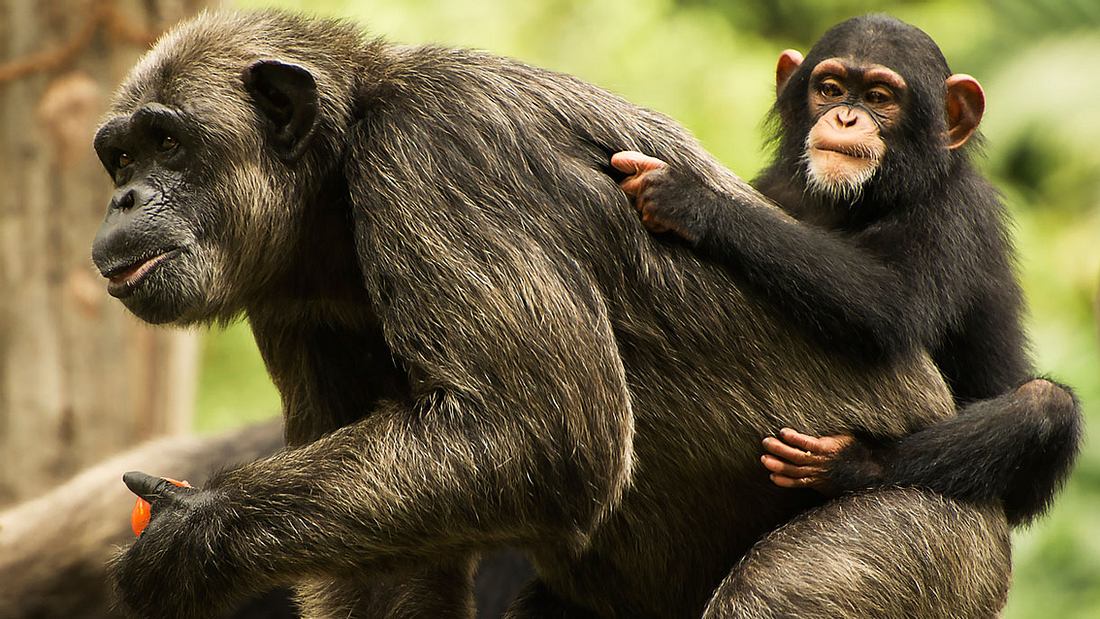 Schimpansenmutter mit Kind