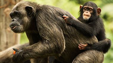 Schimpansenmutter mit Kind - Foto: iStock / yfwong