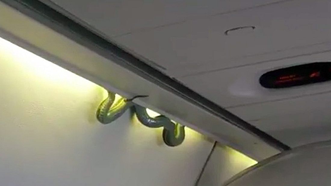 In einem mexikanischen Flugzeug wurde eine Giftschlange entdeckt