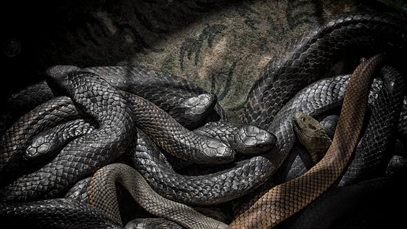 Mehrere Schlangen übereinander - Foto: iStock / gavwak2012