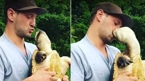 Trottel hebt Schnappschildkröte aus dem Wasser