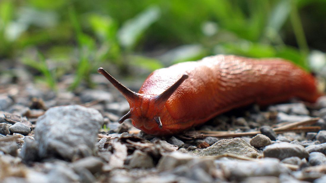 Eine Nacktschnecke kann tödlich sein. Eine Nacktschnecke kann tödlich sein.