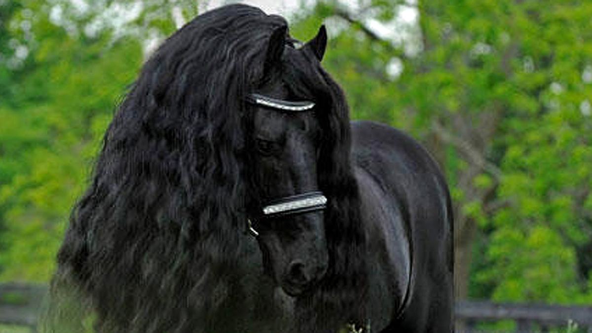 Frederik The Great: Das ist das schönste Pferd der Welt