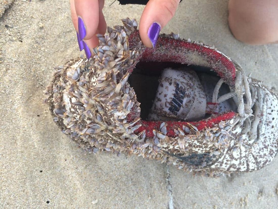 Die Salish Sea Foot Discoveries