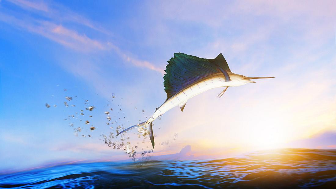 Schwarzer Marlin