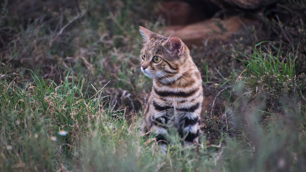 Süß, aber gefährlich: Das ist die tödlichste Katze der Welt