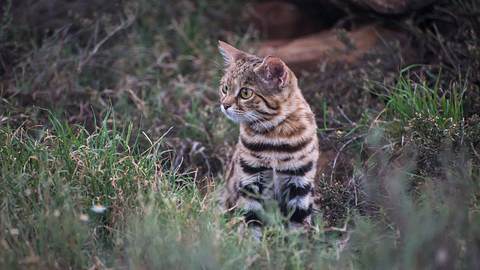 Süß, aber gefährlich: Das ist die tödlichste Katze der Welt - Foto: iStock / FionaAyerst