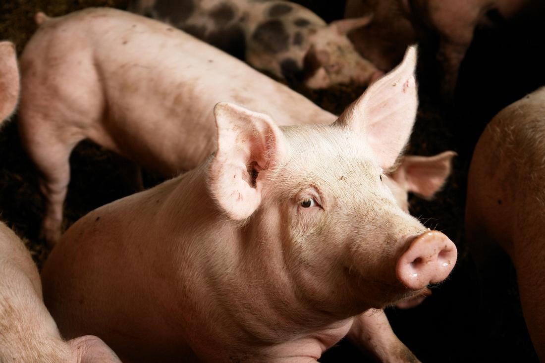 Schweine Schweine