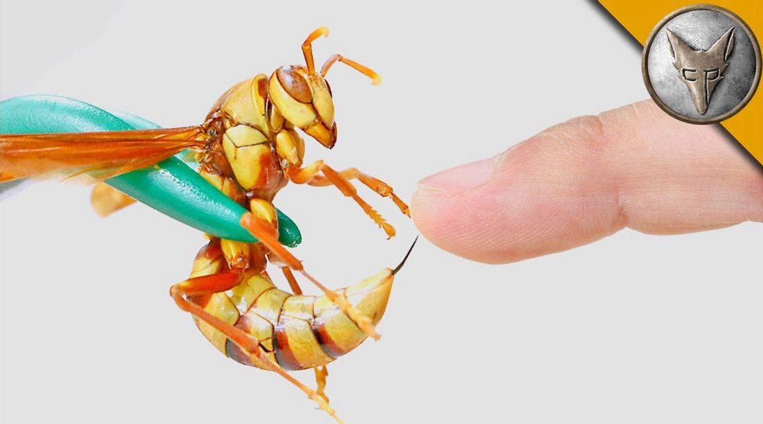Coyote Peterson lässt sich von Henkerswespe stechen. Coyote Peterson lässt sich von Henkerswespe stechen.