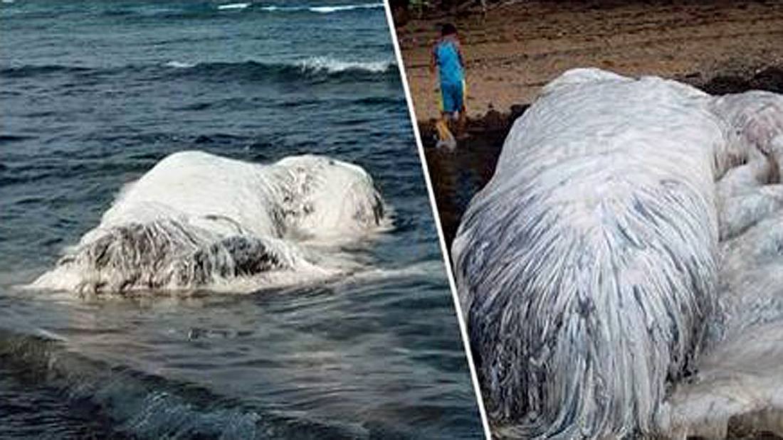 Nach einem Erdbeben wurde an der philippinischen Küste ein mysteriöses Wesen angeschwemmt: Wie sich herausstellte, handelt es sich um einen verendeten Wal
